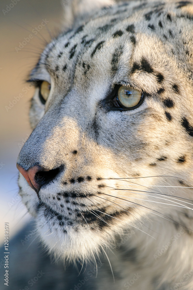 Fototapeta premium Close up snow leopard portrait 