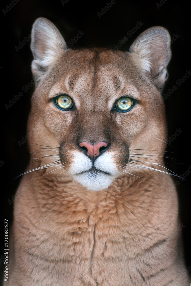 Fotografie, Obraz Puma portrait with beautiful eyes on black background |  Posters.cz
