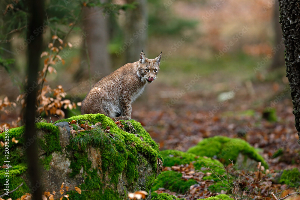 Wild cat Lynx in the nature forest habitat. Eurasian Lynx in the forest, birch and pine forest. Lynx lying on the green moss stone. Cute lynx, wildlife scene from nature, Germany Wild cat Lynx in the nature forest habitat. Eurasian Lynx in the forest, birch and pine forest. Lynx lying on the green moss stone. Cute lynx, wildlife scene from nature, Germany