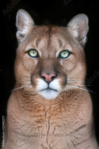 Puma portrait with beautiful eyes on black background