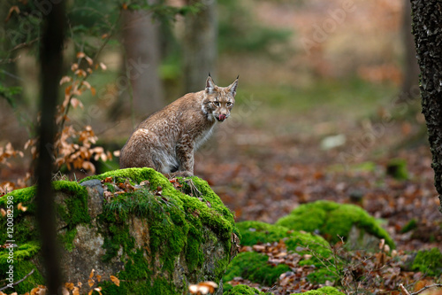 Wild cat Lynx in the nature forest habitat. Eurasian Lynx in the forest, birch and pine forest. Lynx lying on the green moss stone. Cute lynx, wildlife scene from nature, Germany