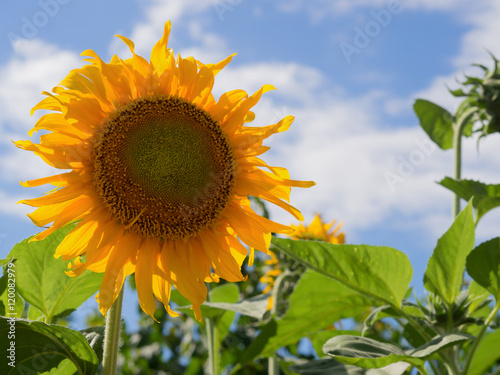 Fototapeta Naklejka Na Ścianę i Meble -  Sunflowers blooming against a bright sky, Unseen Thailand flowers.