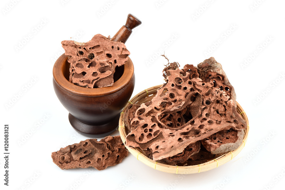 Ant Plant (Ant Plant), dry slides, Thailand herbs with medicinal properties, faith and a sacred object. Ant Plant (Ant Plant), dry slides, Thailand herbs with medicinal properties, faith and a sacred object.