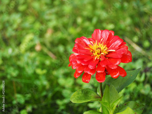 Zinnias flower on a grass background