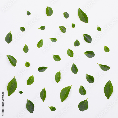 Flat lay. Green leaves pattern on white background
