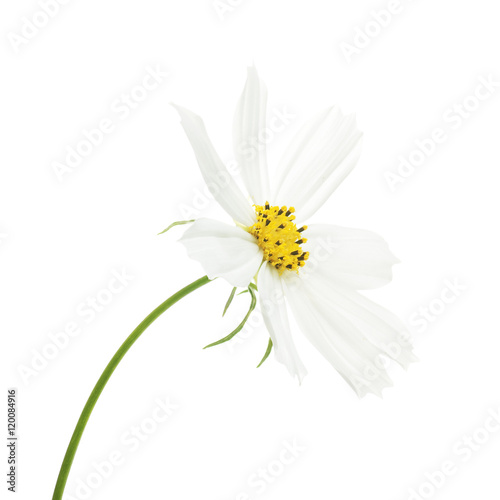 white flower of cosmos