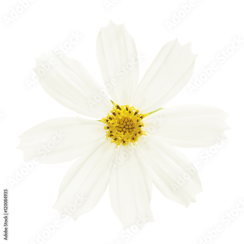 white flower of cosmos