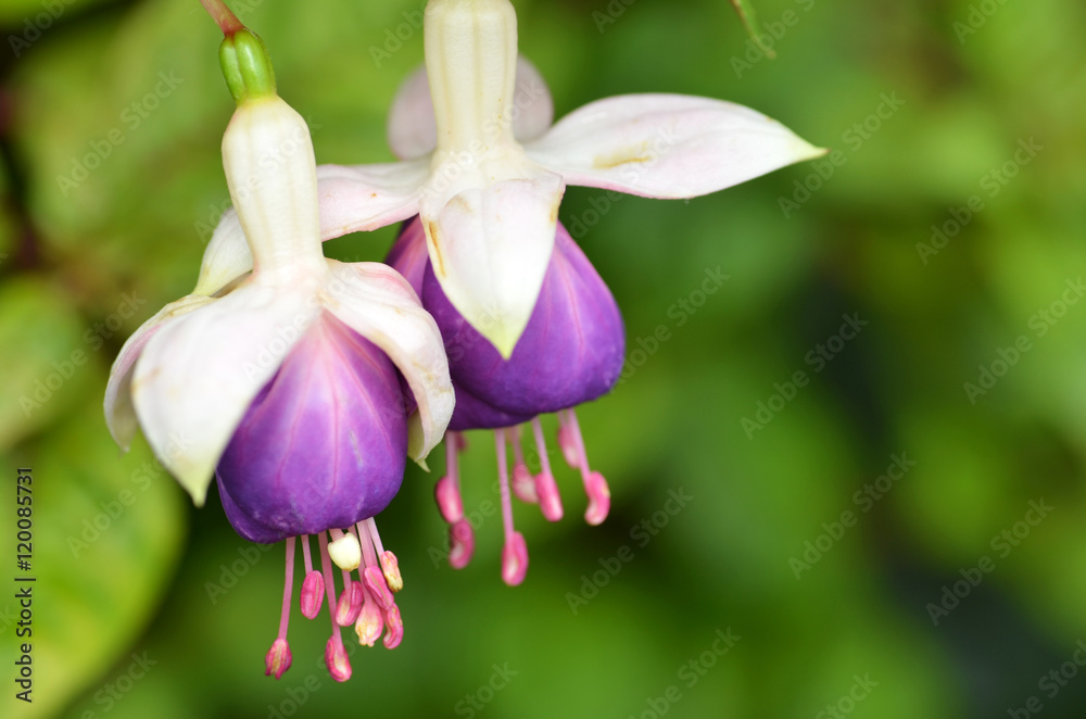 Purple Ballerina flowers