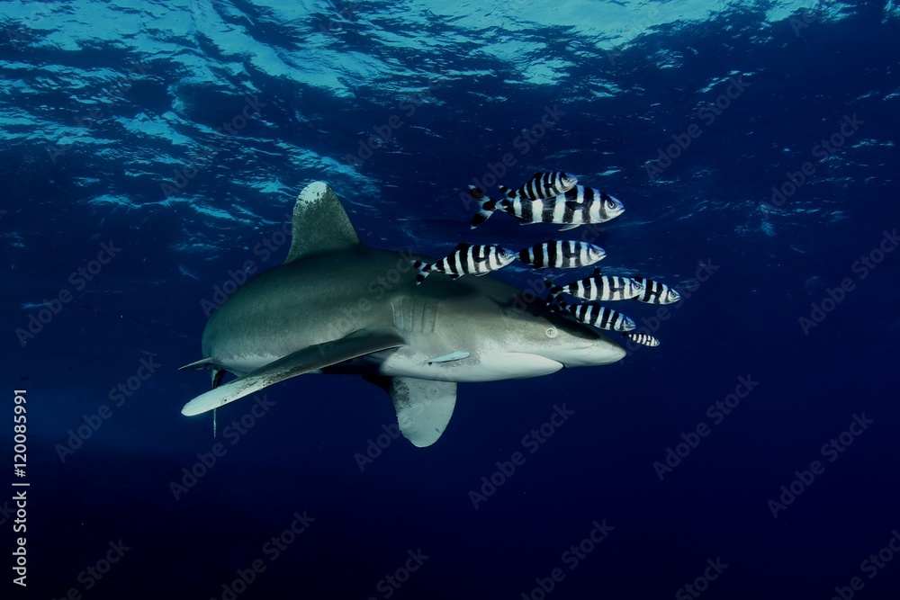 Fototapeta premium Dangerous big Shark Underwater diving sea picture
