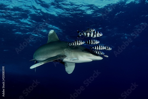 Dangerous big Shark Underwater diving sea picture