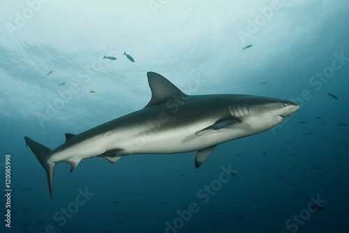 Dangerous big Shark Underwater diving sea picture © Valerijs Novickis