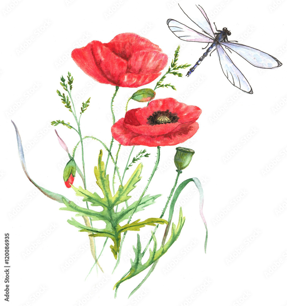 Hand-drawn watercolor illustration of the red summer poppy flower and the dragonfly. Isolated floral drawing of the summer meadow flowers on the white background Hand-drawn watercolor illustration of the red summer poppy flower and the dragonfly. Isolated floral drawing of the summer meadow flowers on the white background