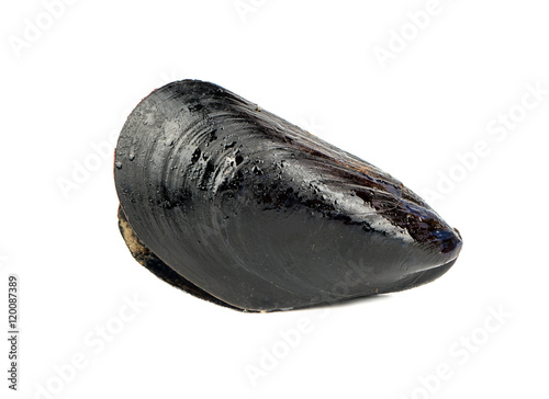 Prepared mussels isolate