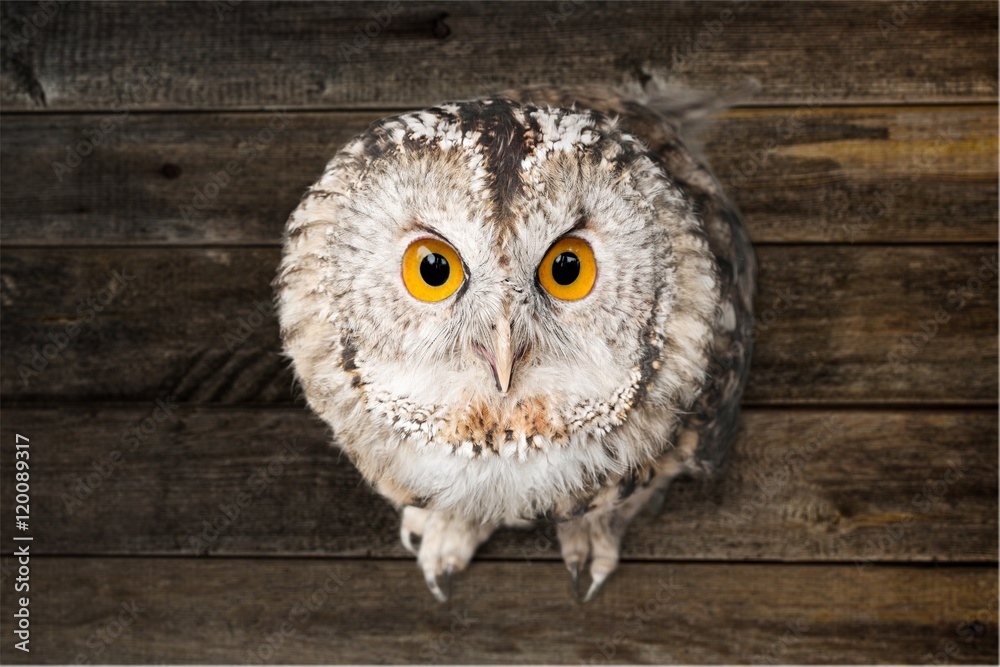 Obraz premium Owl.