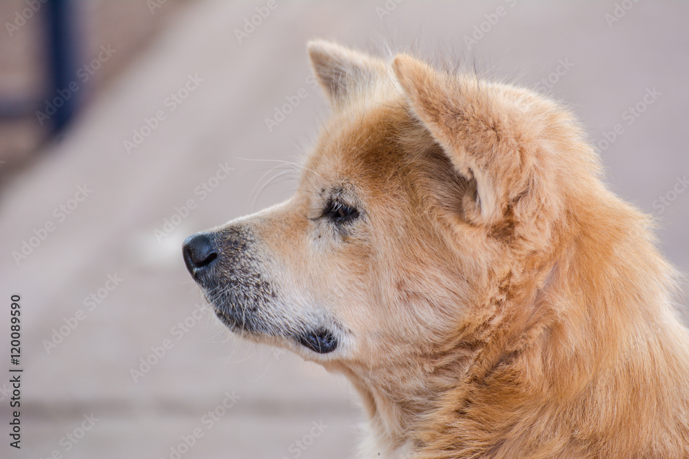 Brown retriever dog,the looking sad.