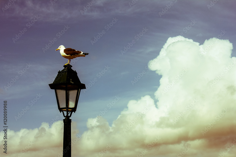 Fototapeta premium Bird resting on a street lamp
