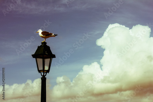 Bird resting on a street lamp