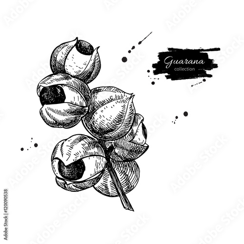 Guarana vector superfood drawing. Isolated hand drawn  illustrat