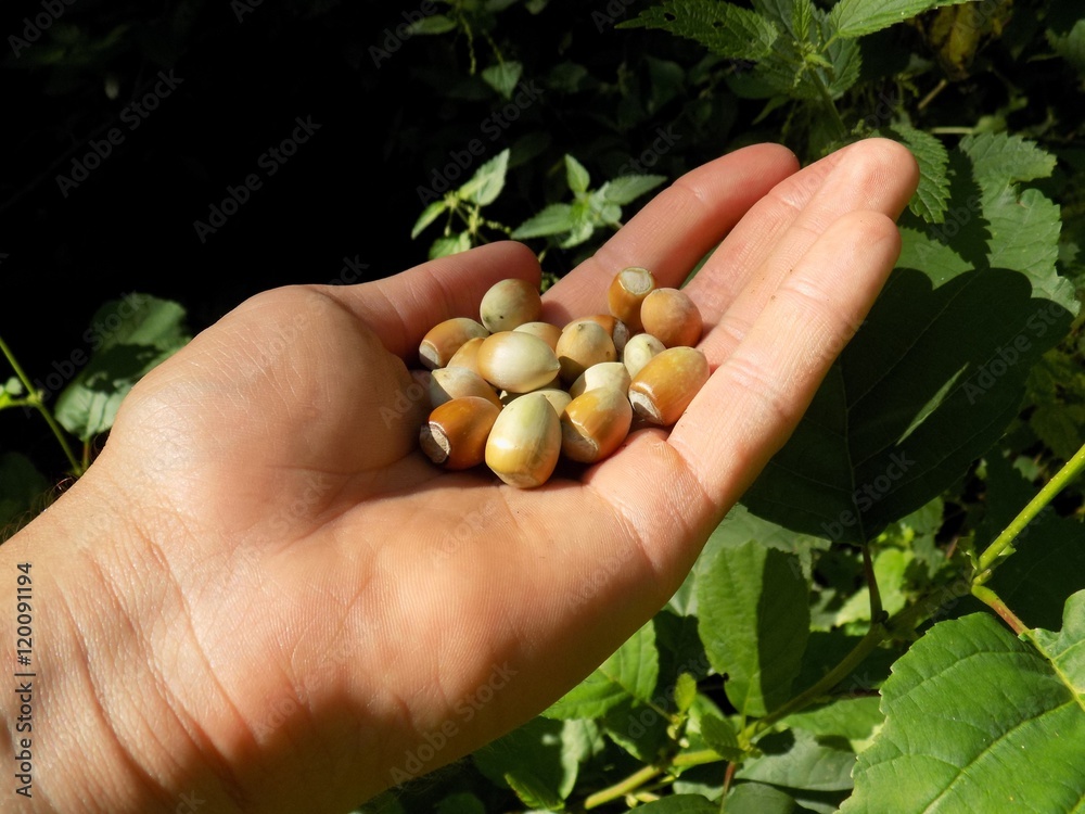 Small hazelnuts in nutshell on human palm Small hazelnuts in nutshell on human palm