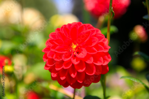 Closeup of red dahlia flower in full bloom in the garden.