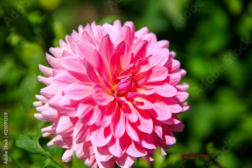 Closeup of dahlia flower in full bloom in the garden.