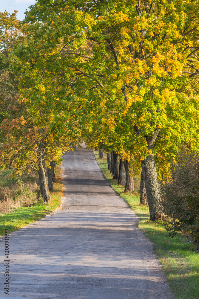 Beautiful romantic autumn alley colorful trees and sunlight Beautiful romantic autumn alley colorful trees and sunlight
