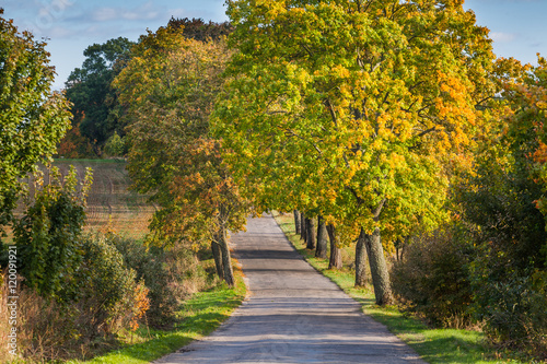 Fototapeta Naklejka Na Ścianę i Meble -  Beautiful romantic autumn alley colorful trees and sunlight