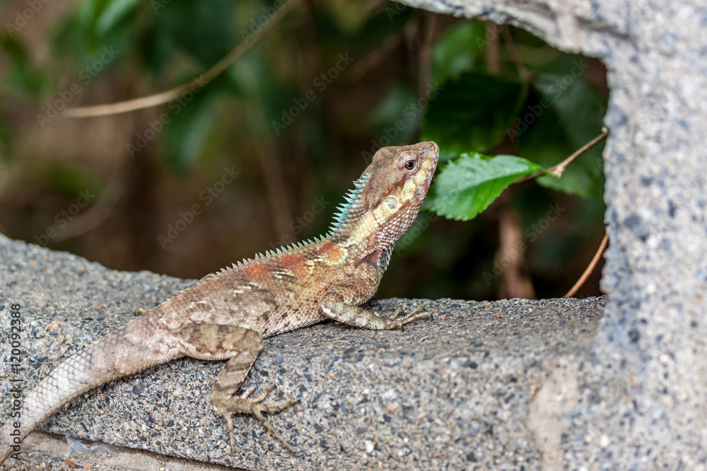 Caméléon
Caméléon à l'île de la Réunion Caméléon
Caméléon à l'île de la Réunion