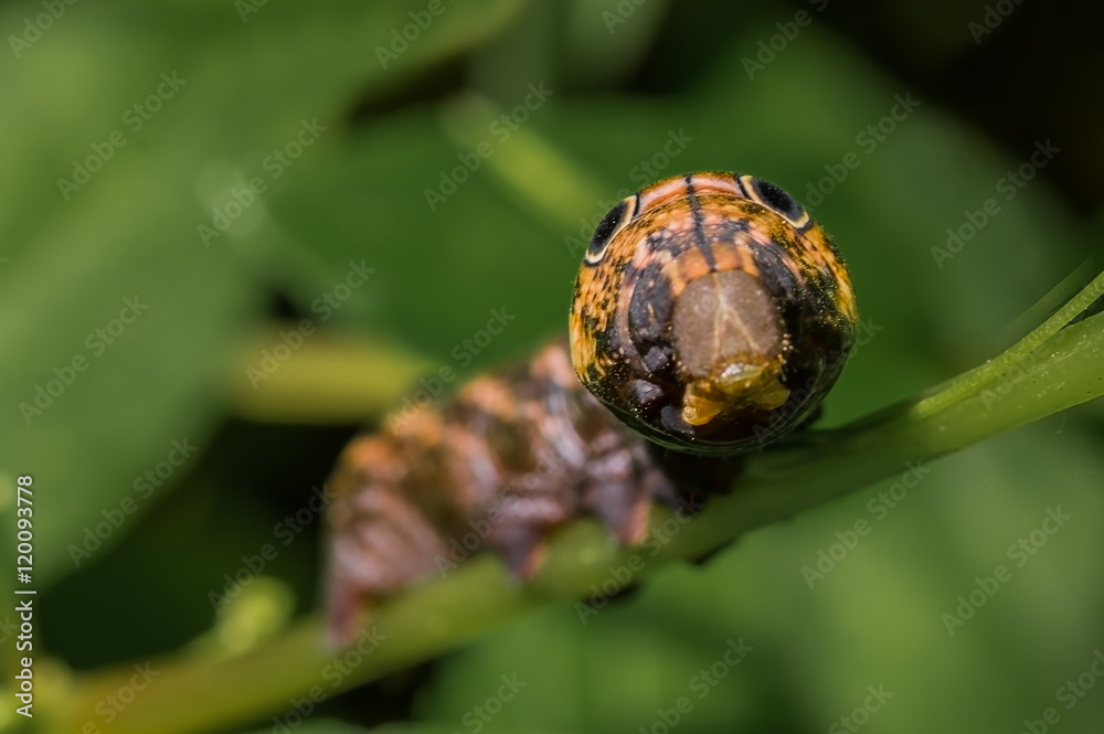 Caterpillar of Hawk moth Caterpillar of Hawk moth