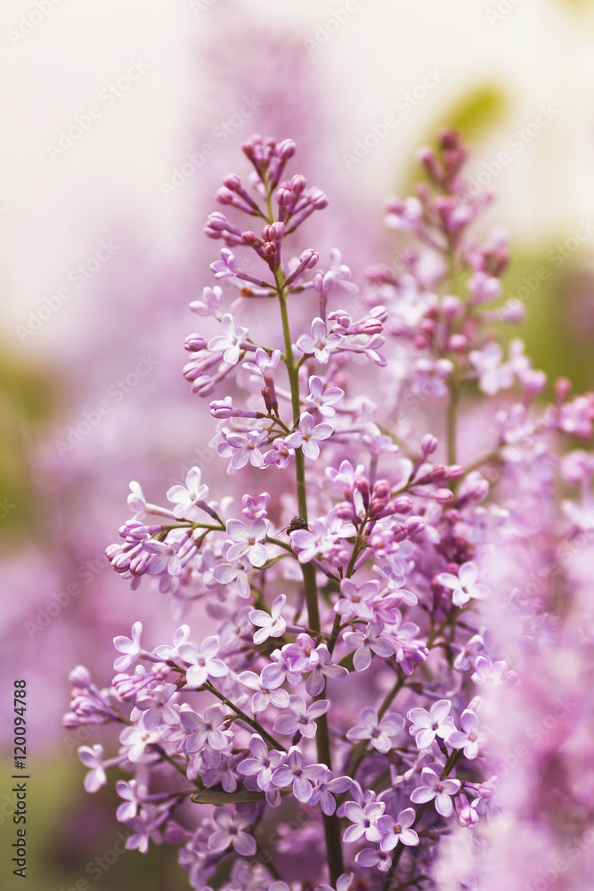 a floral background of violet lilac