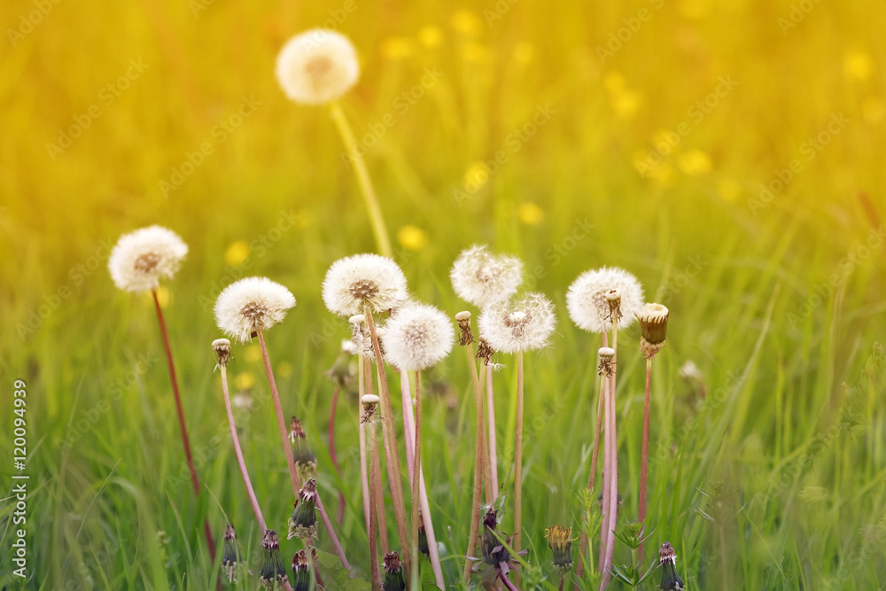 fluffy head of a dandelion flower growing in the Sunny meadow fluffy head of a dandelion flower growing in the Sunny meadow