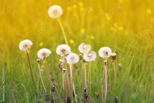 fluffy head of a dandelion flower growing in the Sunny meadow