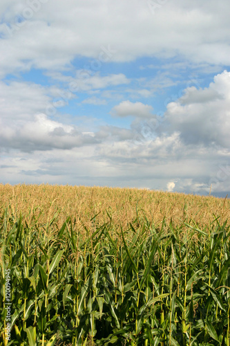 Corn Field