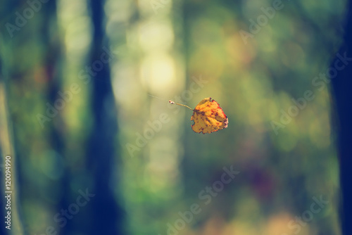 Yellow birch leaf flying on the web. In the background a natural background autumn forest.
