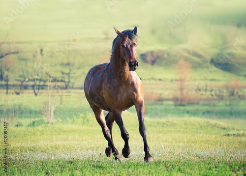Fototapeta Naklejka Na Ścianę i Meble -  Brown horse runs across the bright green field