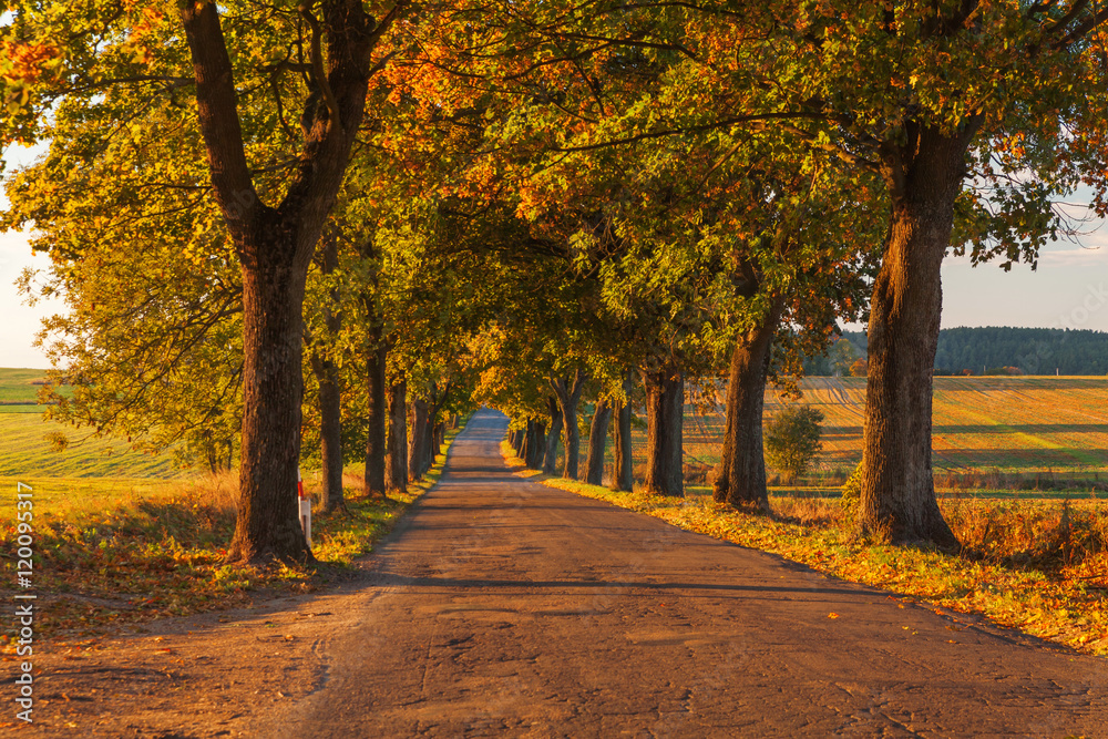 Naklejka premium Beautiful romantic autumn alley colorful trees and sunlight