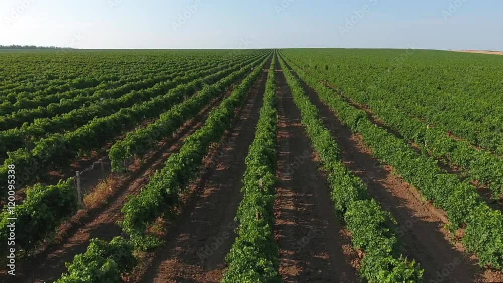 Aerial view on extensive vineyards, 4k
Aerial view on extensive vineyards, 4k