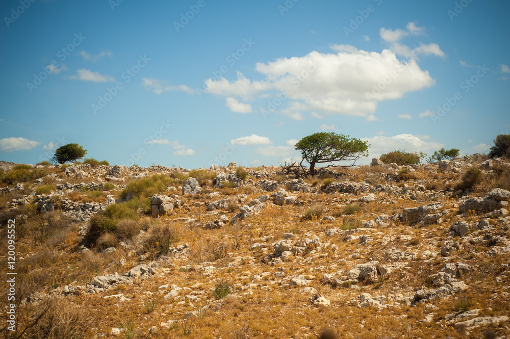 Fototapeta premium Olive trees on side of rocky hill
