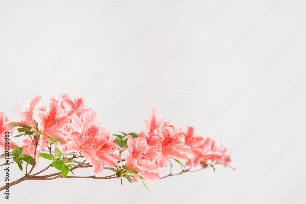 Pink and white azalea flowers