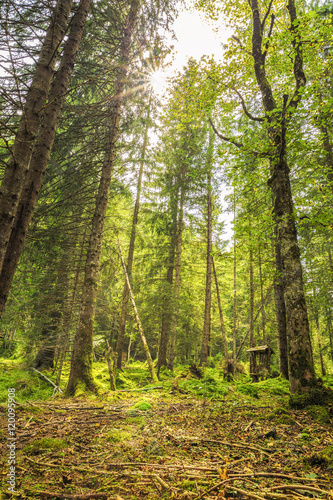 Fototapeta Naklejka Na Ścianę i Meble -  a pine forest with trees full of muscles