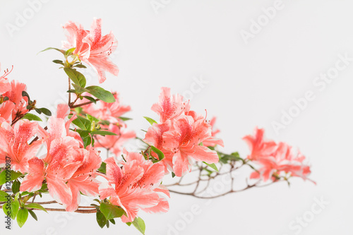 Pink and white azalea blooms