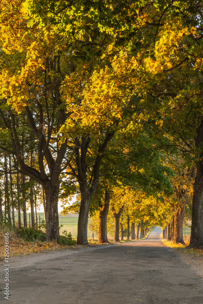 Fototapeta premium Beautiful romantic autumn alley colorful trees and sunlight