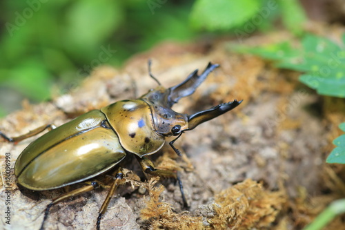 Golden stag beetle (Allotopus moellenkampi babai) in Myanmar
 photo