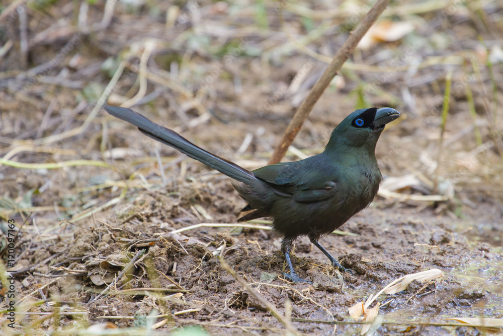 Obraz premium Racket-tailed Treepie.(Crypsirina temia)