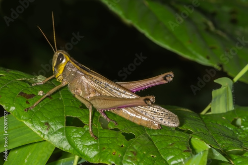 Grasshopper from India