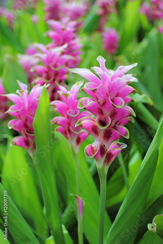 Close up siam tulip beautiful flowers pink color