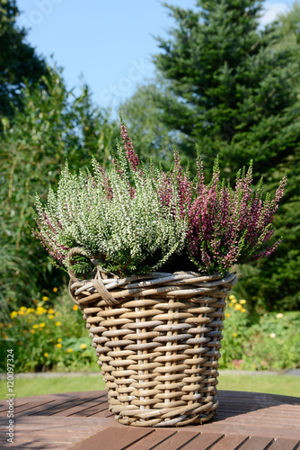 Heather in the basket standing on table in the garden