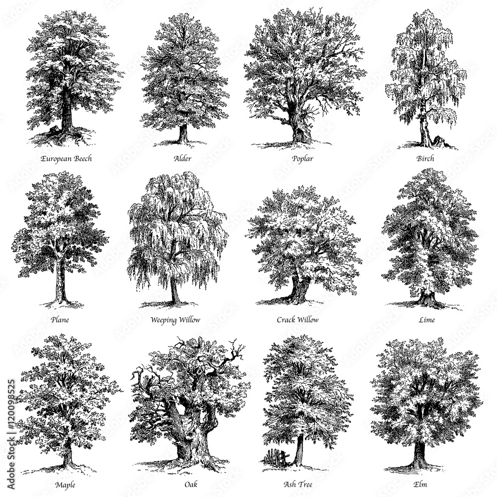 Obraz premium Zestaw wspólnych ilustracji wektorowych drzew