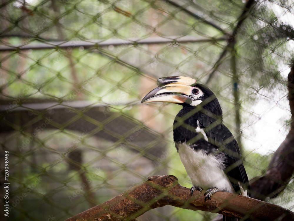 Soft focus hornbill bird wildlife animal in cage at zoo in Thailand.