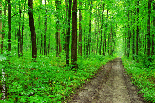  green forest